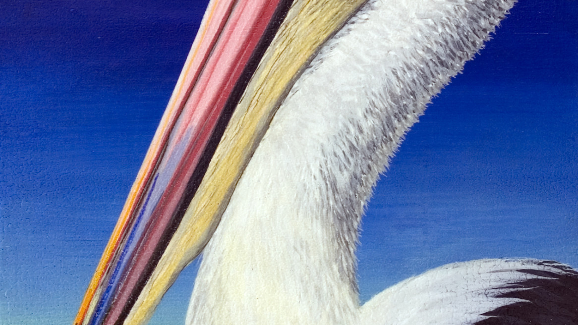 Pelican Sandy Straight